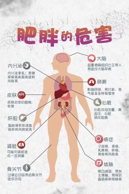 老年人体重管理:过瘦或肥胖对健康的影响 老年人体重管理:过瘦或肥胖对健康的影响