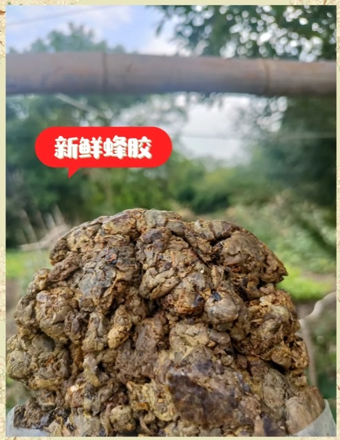 解码蜂胶:多维度科学探究其功效奥秘 解码蜂胶:多维度科学探究其功效奥秘
