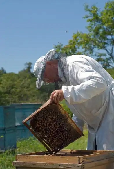 养蜂人的长寿之谜:与蜂共舞的百岁传奇 养蜂人的长寿之谜:与蜂共舞的百岁传奇