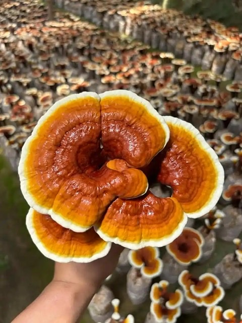 伏天养心正当时,灵芝“仙草”帮大忙 伏天养心正当时,灵芝“仙草”帮大忙