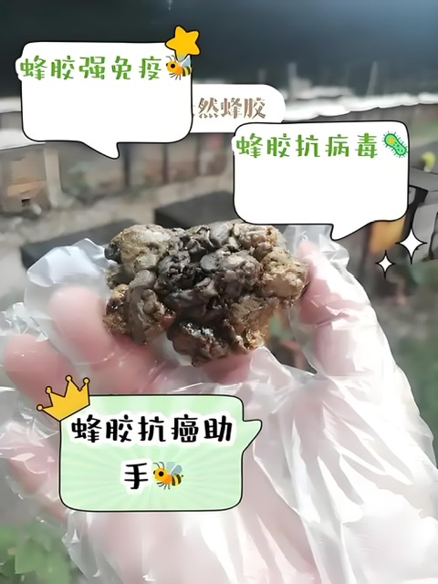“神奇蜂胶”与癌症防治:背后隐藏着怎样的奥秘? “神奇蜂胶”与癌症防治:背后隐藏着怎样的奥秘?