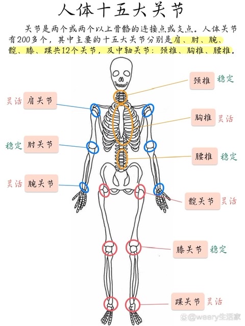 关节的“无声危机”:自由基对 50 岁+人群的侵害 关节的“无声危机”:自由基对 50 岁+人群的侵害