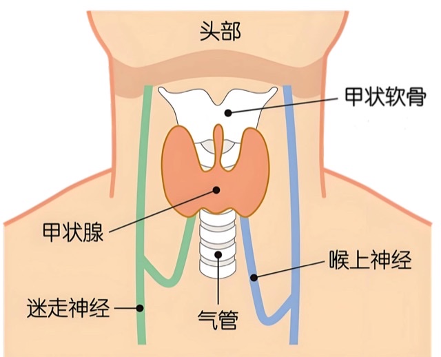 气不畅,腺生结:探寻甲状腺健康密码 气不畅,腺生结:探寻甲状腺健康密码
