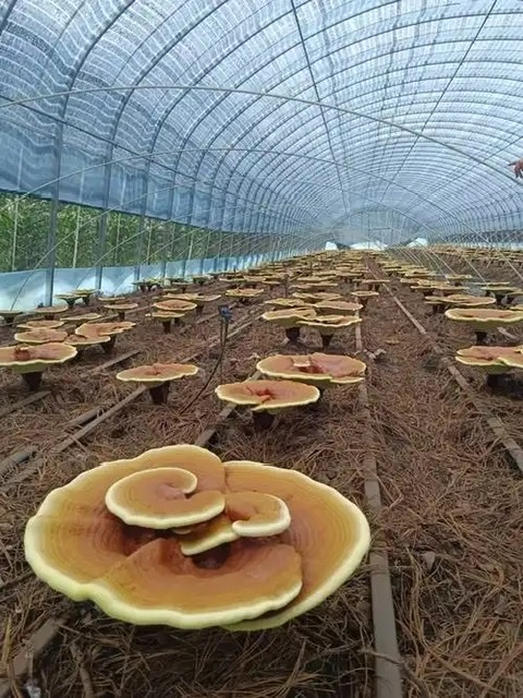 灵芝:心脑血管的“天然守护者”,不只是传说 灵芝:心脑血管的“天然守护者”,不只是传说