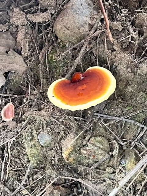 灵芝:心脑血管的“天然守护者”,不只是传说 灵芝:心脑血管的“天然守护者”,不只是传说