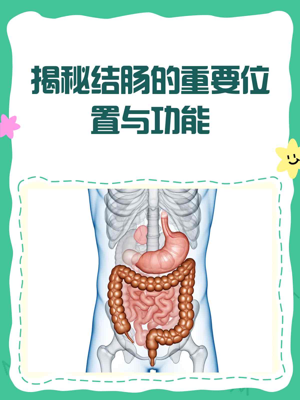 结肠:老年人健康的“隐形调节器”,为何它的状态决定全身活力? 结肠:老年人健康的“隐形调节器”,为何它的状态决定全身活力?