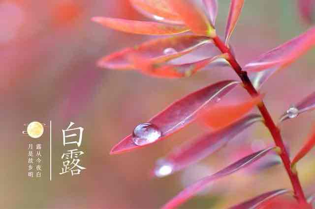 白露至,秋意浓:老年人养生正当时 白露至,秋意浓:老年人养生正当时
