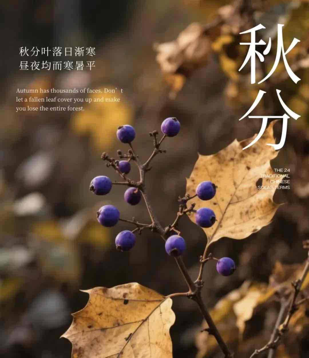 老年人秋分怎么养?记住“养阴、保暖、调心”三大核心 老年人秋分怎么养?记住“养阴、保暖、调心”三大核心