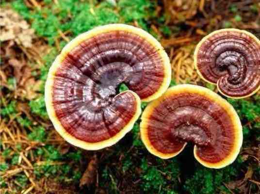 灵芝的“灵”:从仙草传说到科学真相 灵芝的“灵”:从仙草传说到科学真相