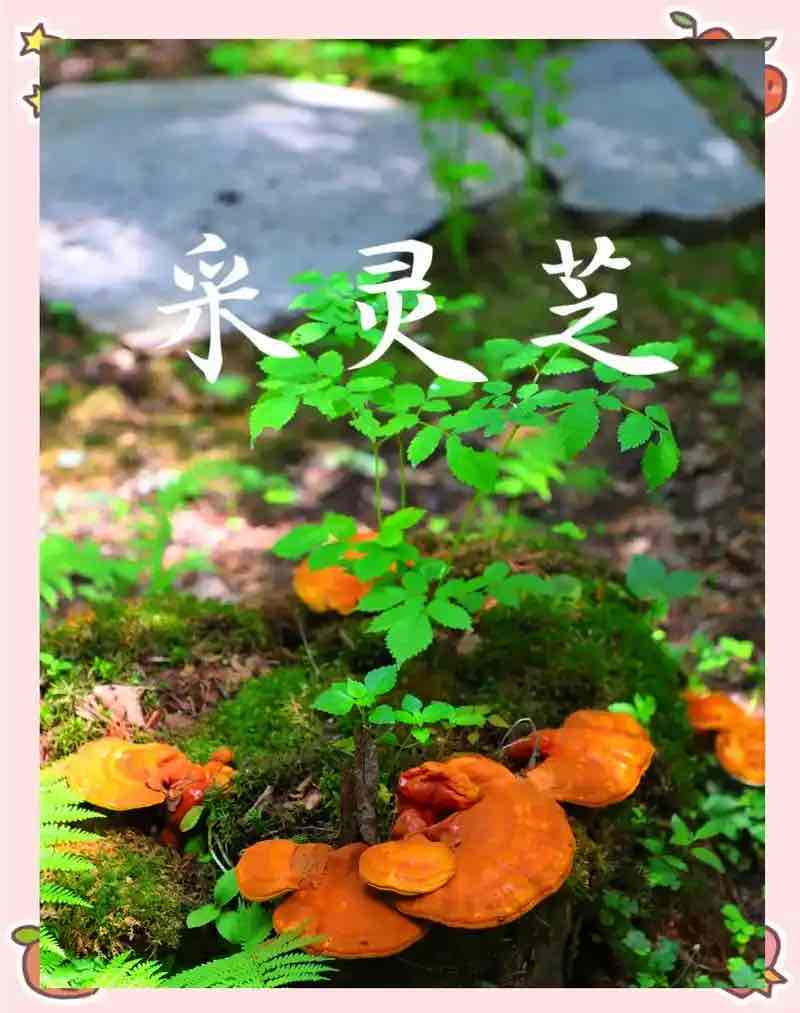 灵芝的“灵”:从仙草传说到科学真相 灵芝的“灵”:从仙草传说到科学真相