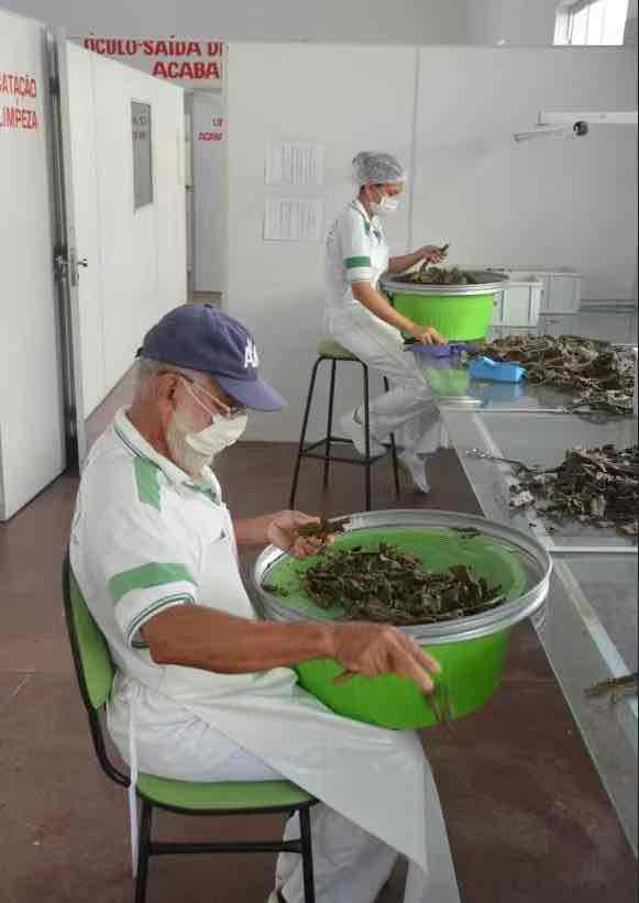 刘嘉博士专访:蜂胶市场水很深!同样是“巴西蜂胶”,价格差十倍,奥秘何在? 刘嘉博士专访:蜂胶市场水很深!同样是“巴西蜂胶”,价格差十倍,奥秘何在?