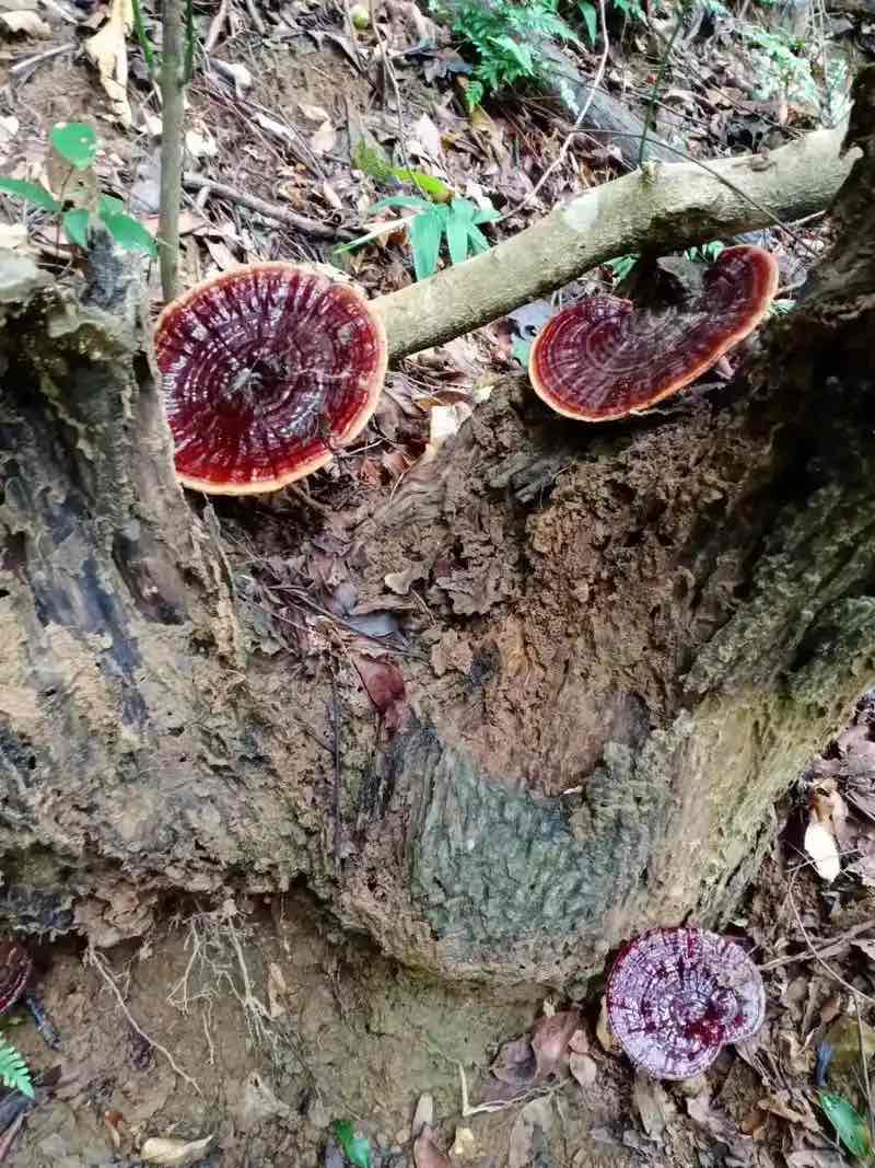 补元气御百病,灵芝凭“扶正”筑牢健康防线 补元气御百病,灵芝凭“扶正”筑牢健康防线