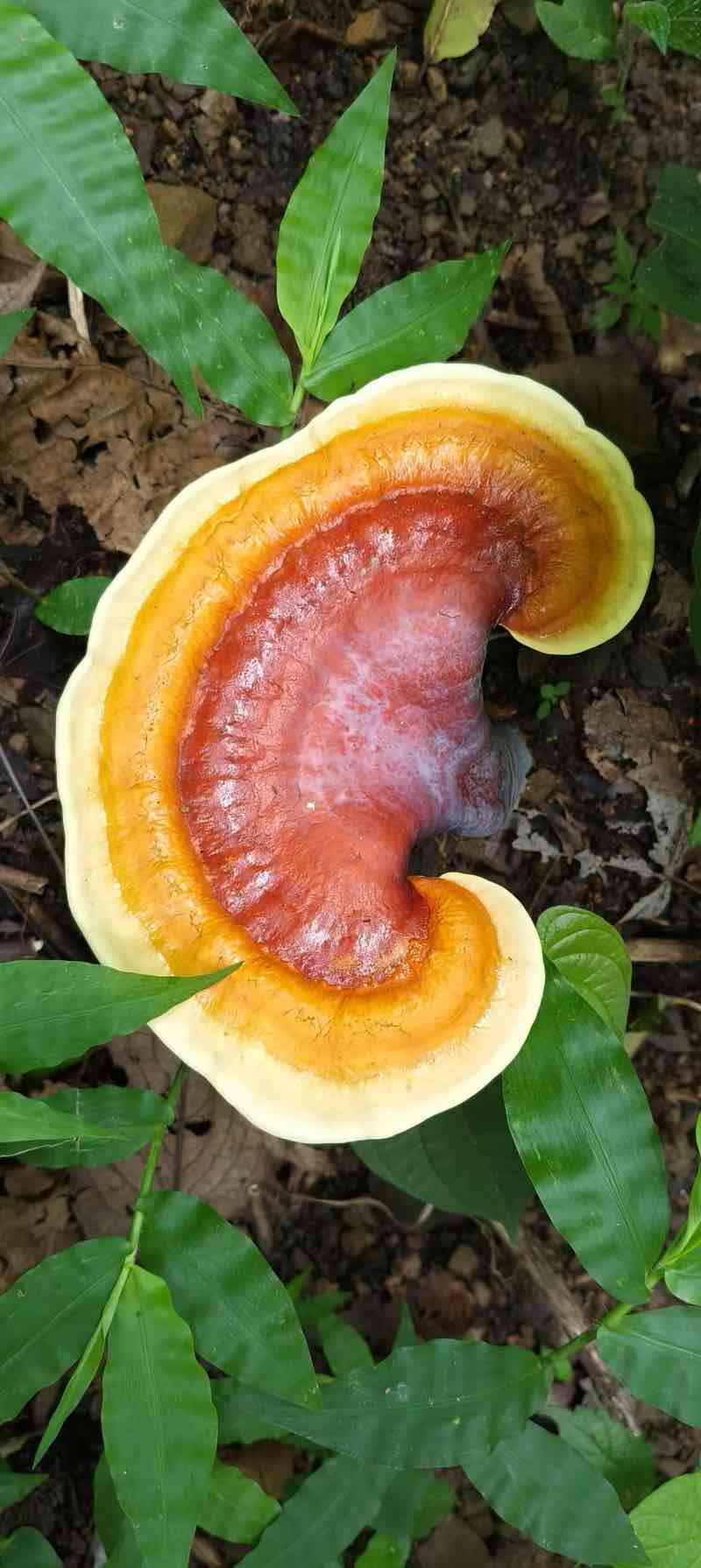 补元气御百病,灵芝凭“扶正”筑牢健康防线 补元气御百病,灵芝凭“扶正”筑牢健康防线