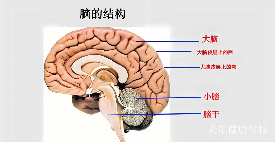 57、70、78岁!大脑衰老的三个“坎”,这样跨过去更健康 57、70、78岁!大脑衰老的三个“坎”,这样跨过去更健康