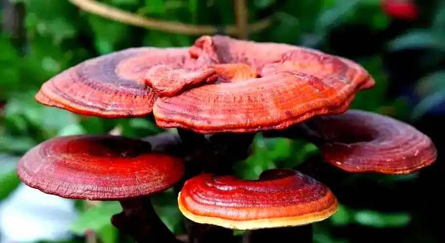 ��˼�����֥�����ǻۣ�ǧ��������ġ���ҩ������