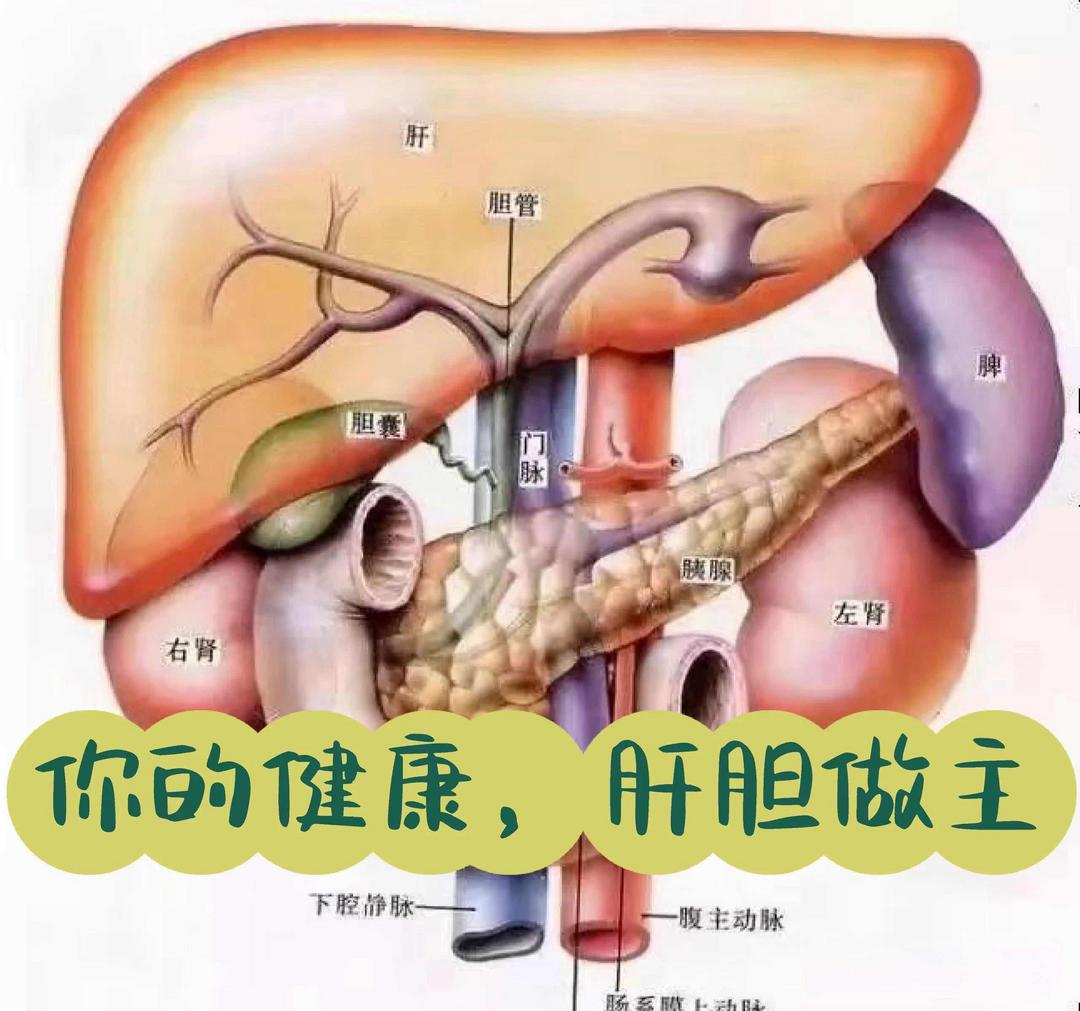 嘴巴又干又苦?别只当缺水,多半是肝胆“闹脾气”了! 嘴巴又干又苦?别只当缺水,多半是肝胆“闹脾气”了!
