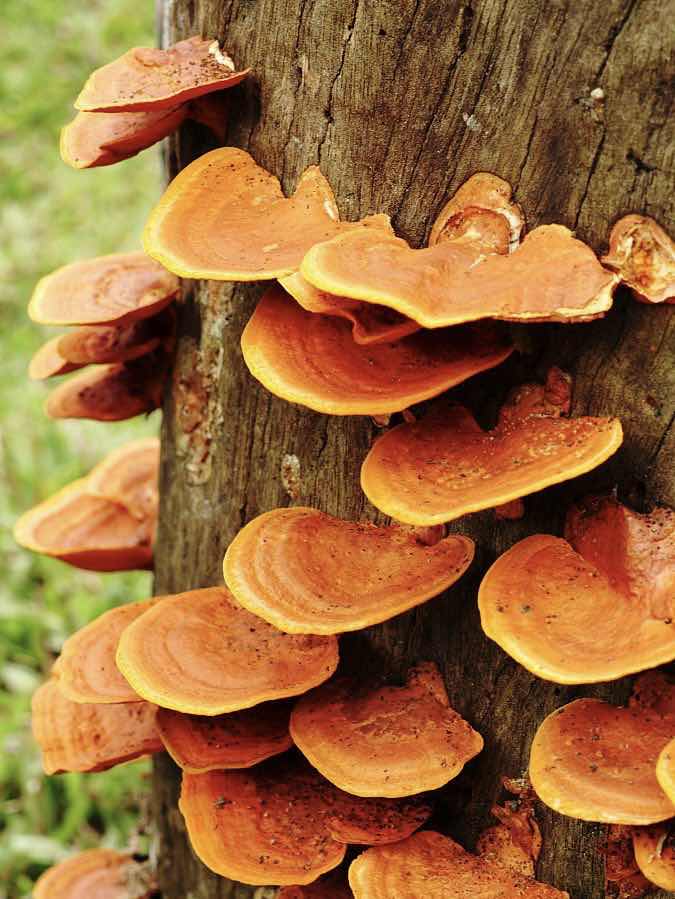 灵芝孢子油:凝仙草精华,守健康防线 灵芝孢子油:凝仙草精华,守健康防线